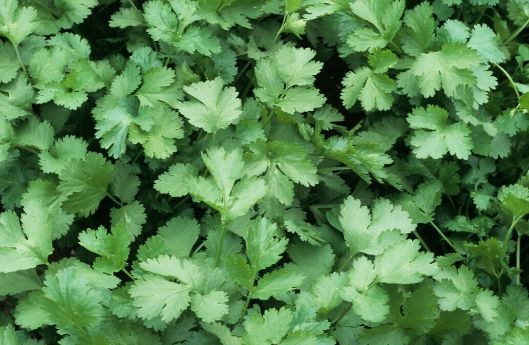 Great little breaks - the rhs hints and tips - grow your own herbs - coriander.jpg